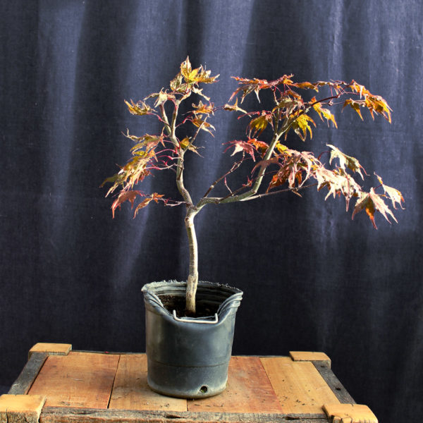 Acer palmatum "Kasagi Yama" #8