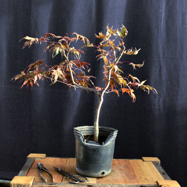 Acer palmatum "Kasagi Yama" #8 - Imagen 2