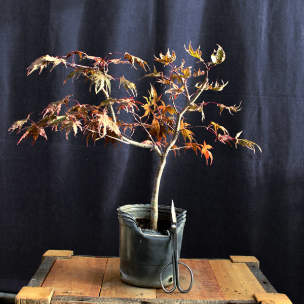 Acer palmatum "Kasagi Yama" #8 - Imagen 3