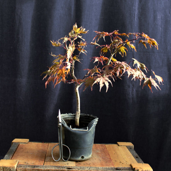 Acer palmatum "Kasagi Yama" #8 - Imagen 4
