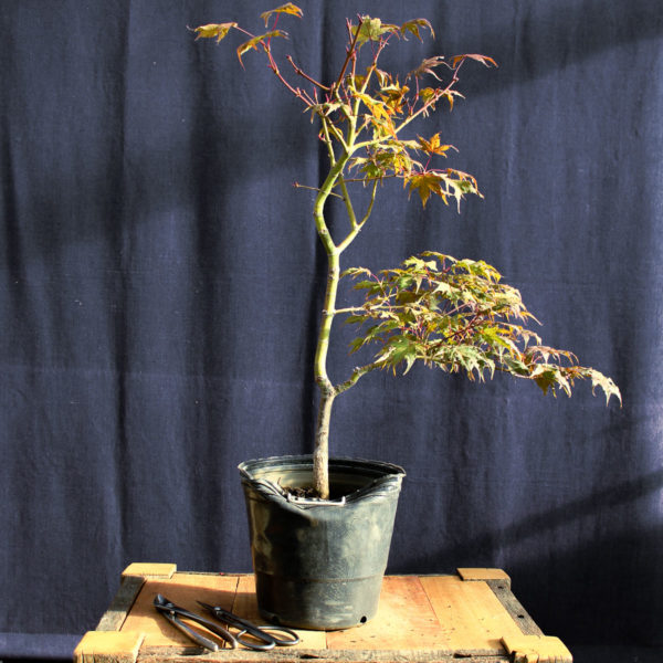 Acer palmatum "Kasagi Yama" #9 - Imagen 2