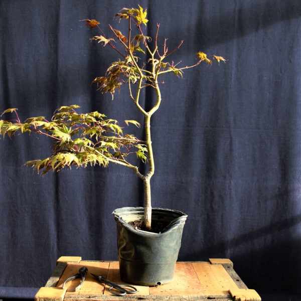Acer palmatum "Kasagi Yama" #9 - Imagen 3