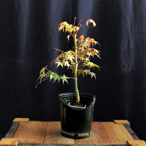 Acer palmatum "Katsura" #10