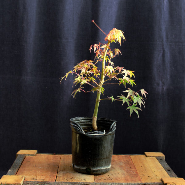 Acer palmatum "Katsura" #10 - Imagen 2