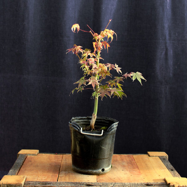 Acer palmatum "Katsura" #10 - Imagen 3