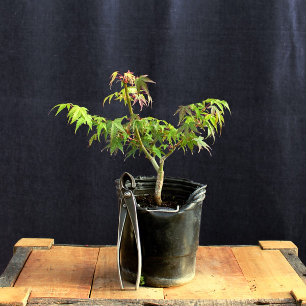 Acer palmatum "Katsura" #12 - Imagen 2