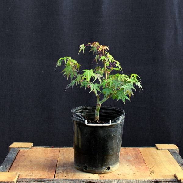 Acer palmatum "Katsura" #12 - Imagen 3