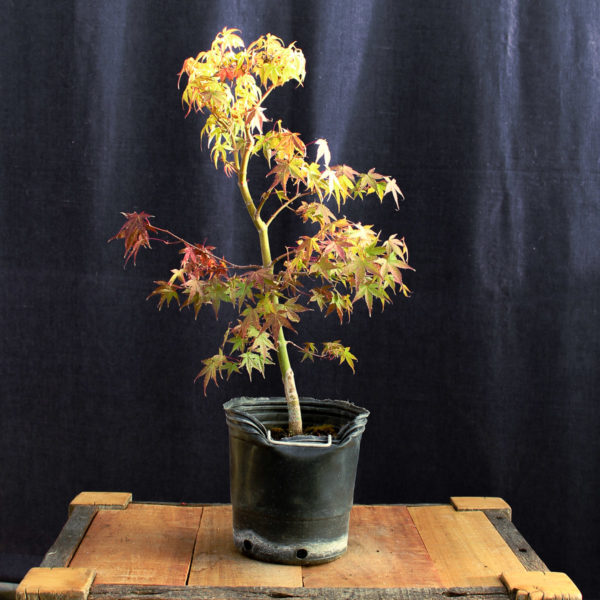 Acer palmatum "Katsura" #6