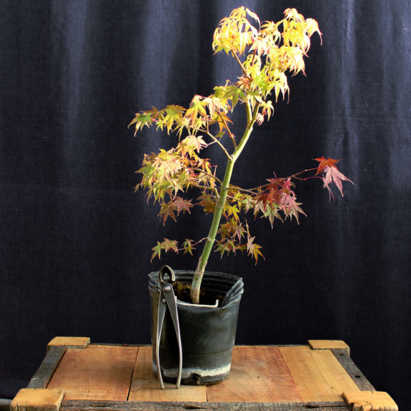 Acer palmatum "Katsura" #6 - Imagen 2