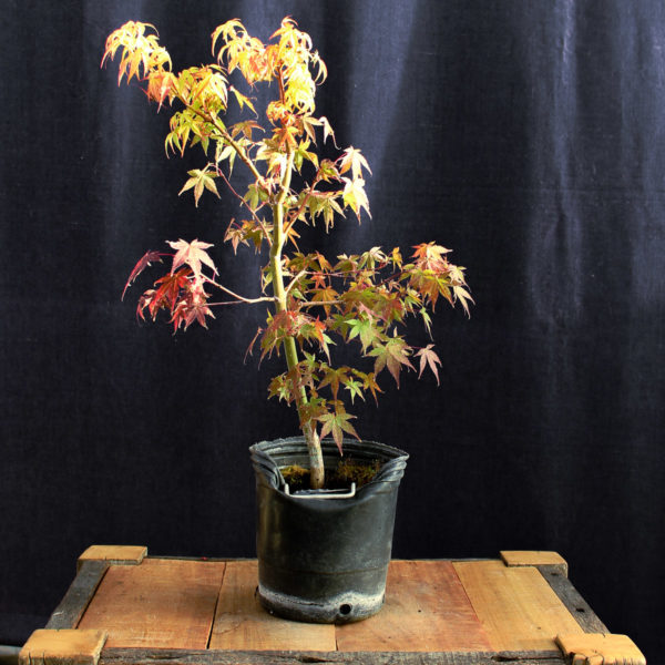 Acer palmatum "Katsura" #6 - Imagen 3