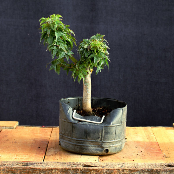 Acer palmatum "Kotohime" #4