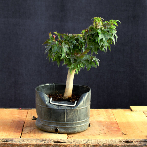 Acer palmatum "Kotohime" #4 - Imagen 2
