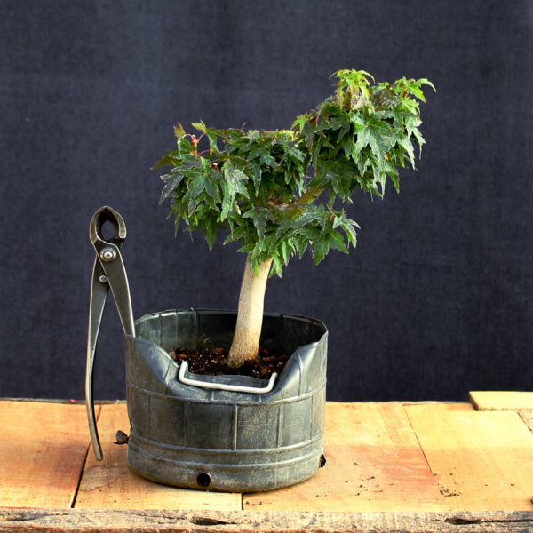 Acer palmatum "Kotohime" #4 - Imagen 3