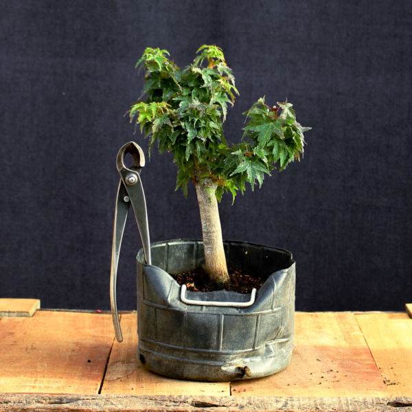 Acer palmatum "Kotohime" #4 - Imagen 4