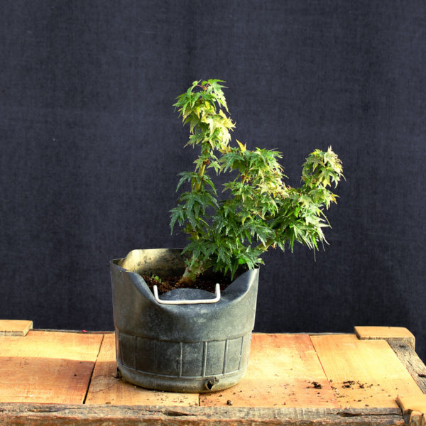 Acer palmatum "Kotohime" #6
