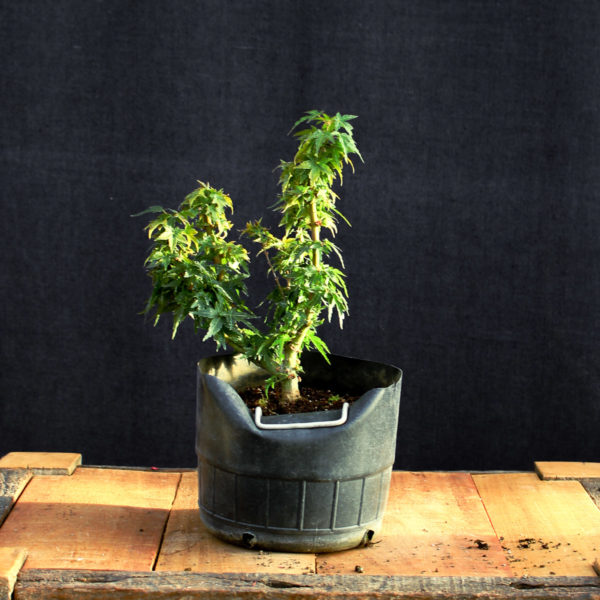 Acer palmatum "Kotohime" #6 - Imagen 2