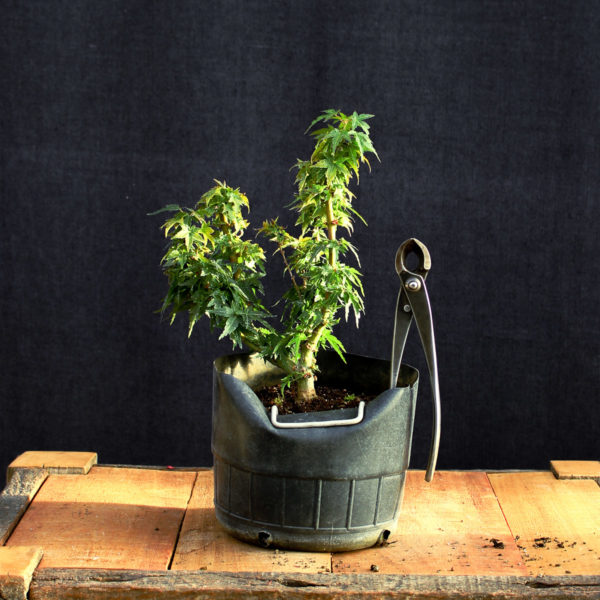 Acer palmatum "Kotohime" #6 - Imagen 3