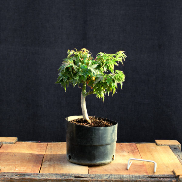 Acer palmatum "Kotohime" #7 - Imagen 2