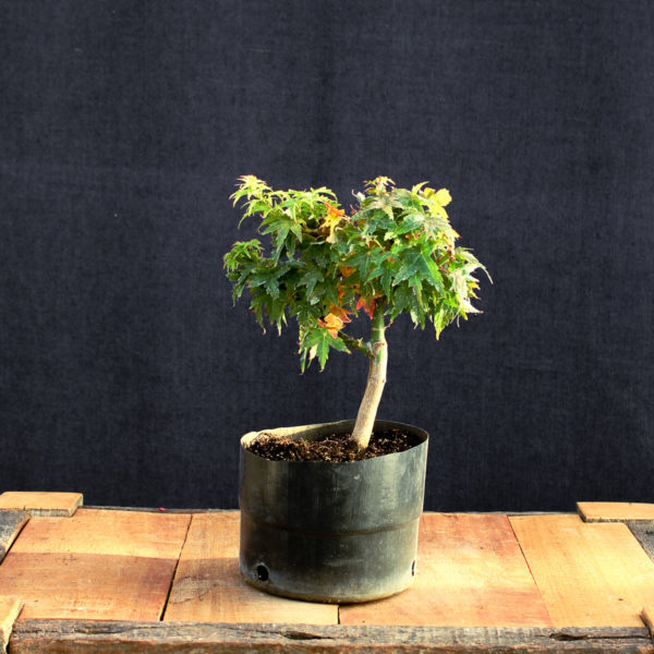 Acer palmatum "Kotohime" #7 - Imagen 3