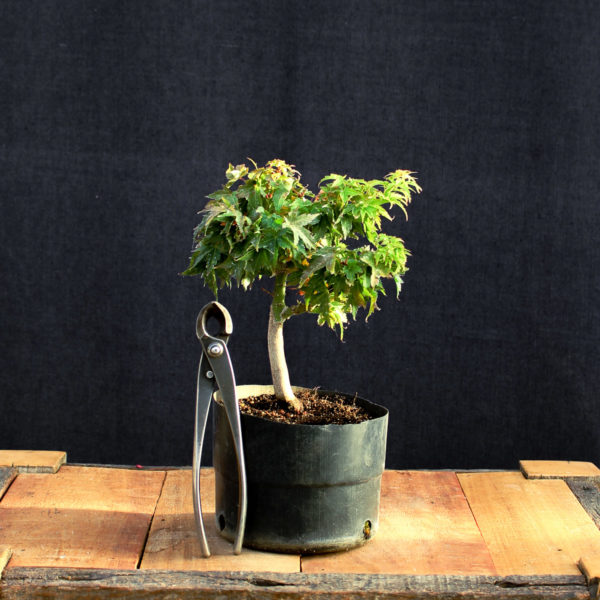 Acer palmatum "Kotohime" #7 - Imagen 4