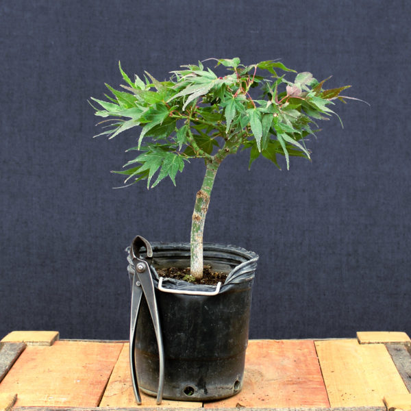Acer palmatum "Mikawa yatsubusa" #14