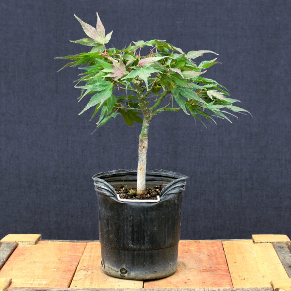 Acer palmatum "Mikawa yatsubusa" #14 - Imagen 2