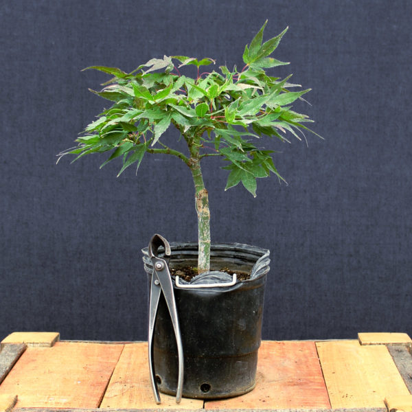 Acer palmatum "Mikawa yatsubusa" #14 - Imagen 3