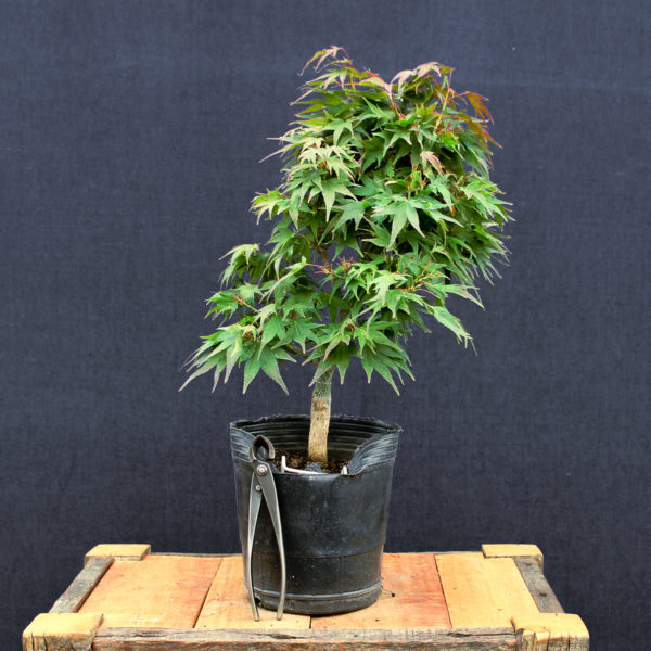Acer palmatum "Mikawa yatsubusa" #17 - Imagen 2