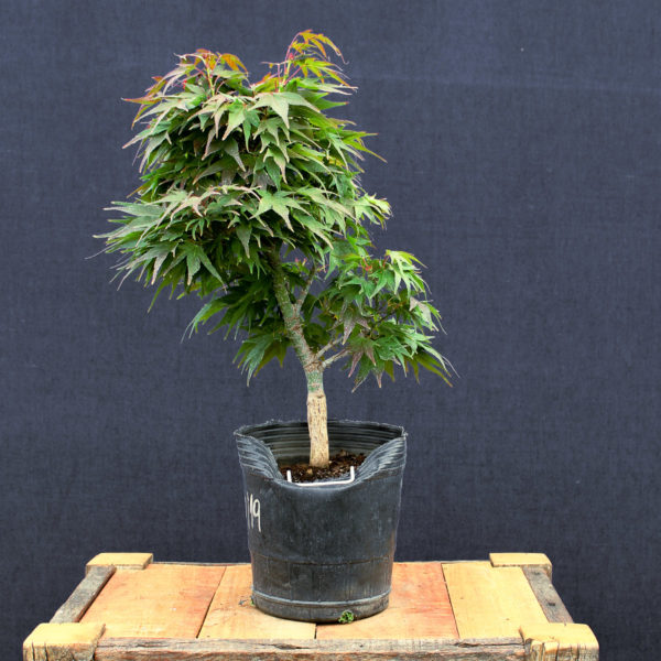 Acer palmatum "Mikawa yatsubusa" #17