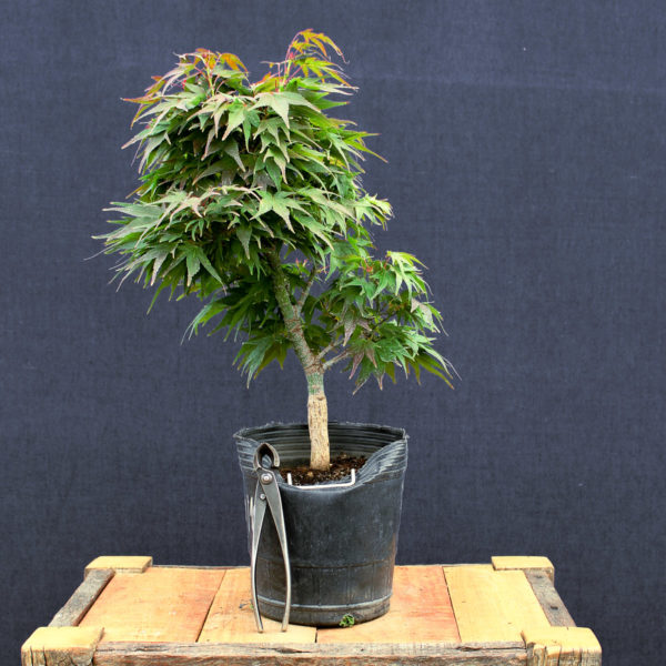 Acer palmatum "Mikawa yatsubusa" #17 - Imagen 3