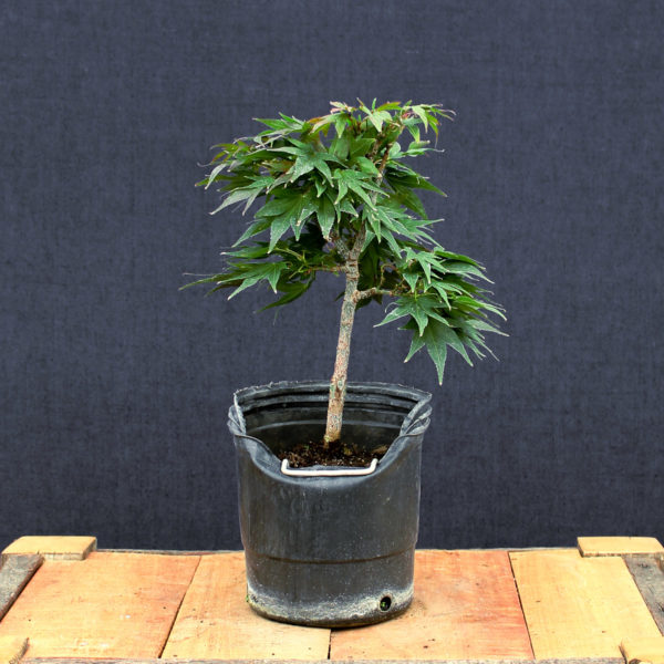 Acer palmatum "Mikawa yatsubusa" #18 - Imagen 2