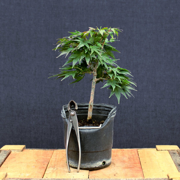 Acer palmatum "Mikawa yatsubusa" #18 - Imagen 3