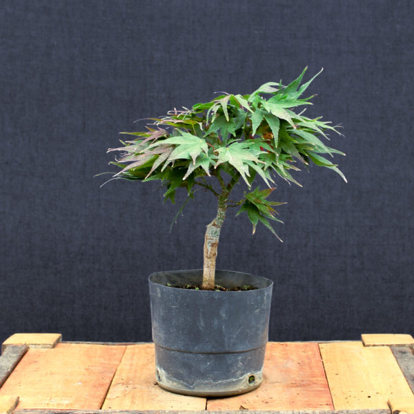 Acer palmatum "Mikawa yatsubusa" #19