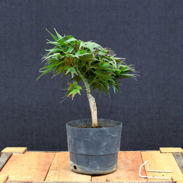 Acer palmatum "Mikawa yatsubusa" #19 - Imagen 2