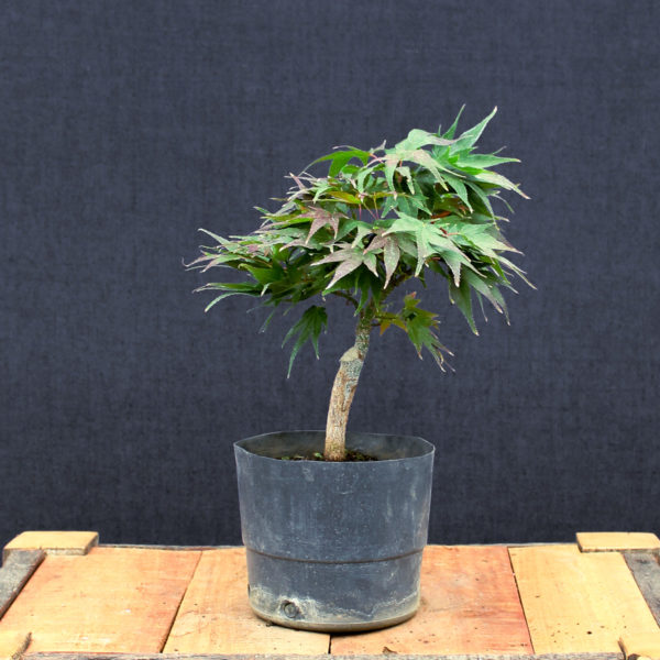 Acer palmatum "Mikawa yatsubusa" #19 - Imagen 4