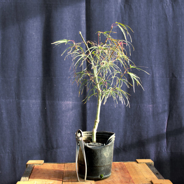 Acer palmatum "Red Pygmy" #9 - Imagen 2