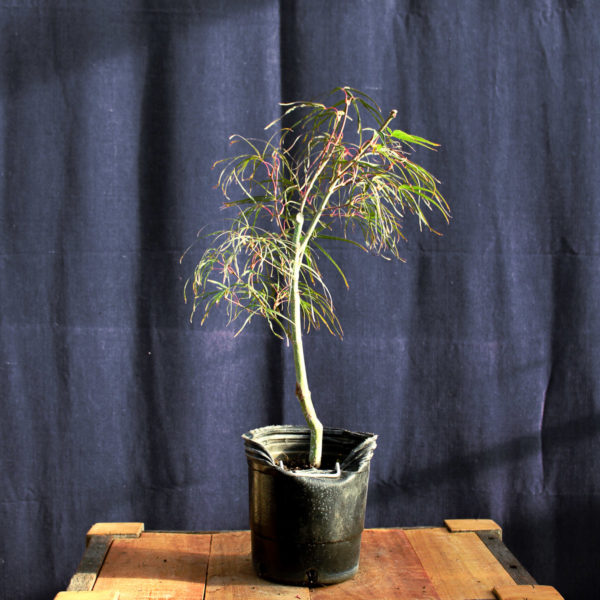 Acer palmatum "Red Pygmy" #9 - Imagen 3