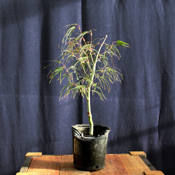 Acer palmatum "Red Pygmy" #9 - Imagen 4