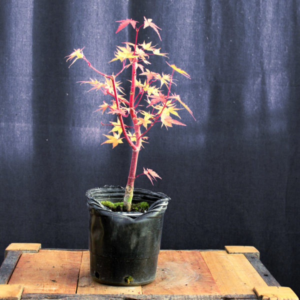 Acer palmatum "Sango kaku" #17