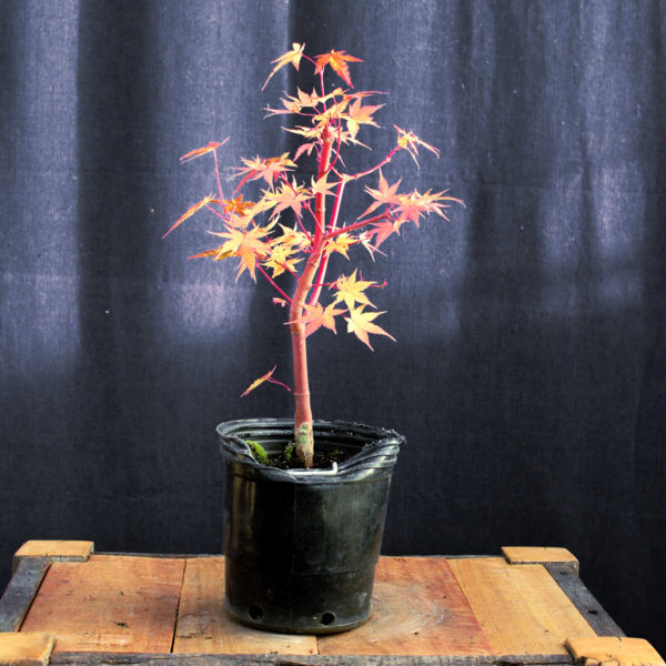Acer palmatum "Sango kaku" #17 - Imagen 2