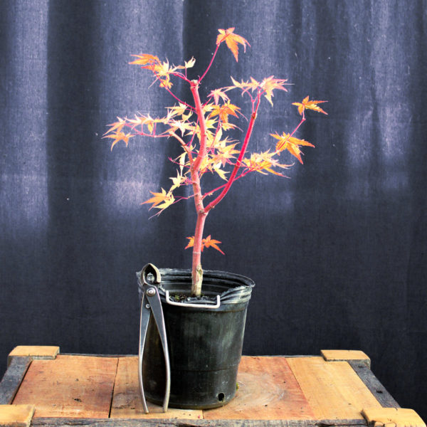Acer palmatum "Sango kaku" #17 - Imagen 4