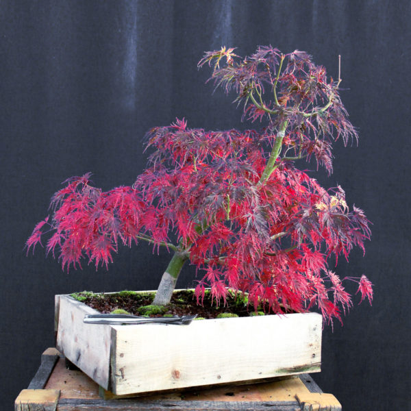 Acer palmatum "Seiryu" #2