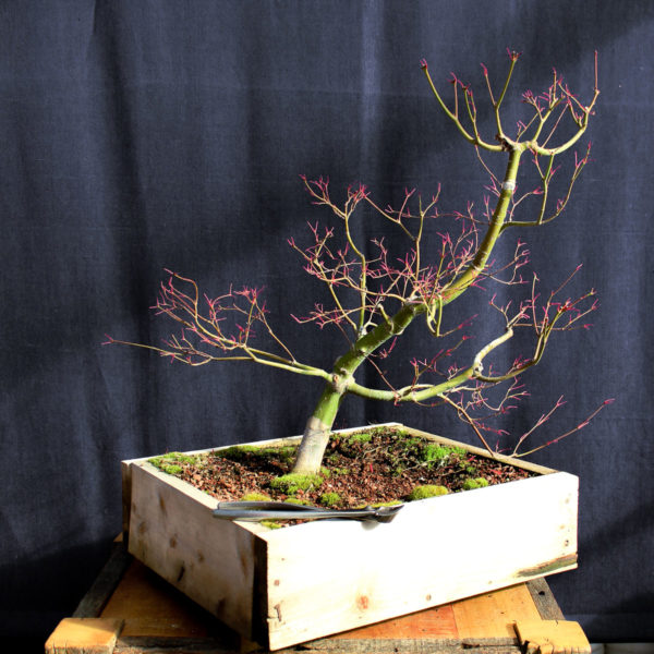 Acer palmatum "Seiryu" #2 - Imagen 3