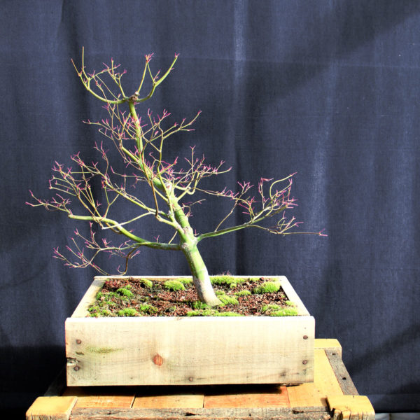 Acer palmatum "Seiryu" #2 - Imagen 5