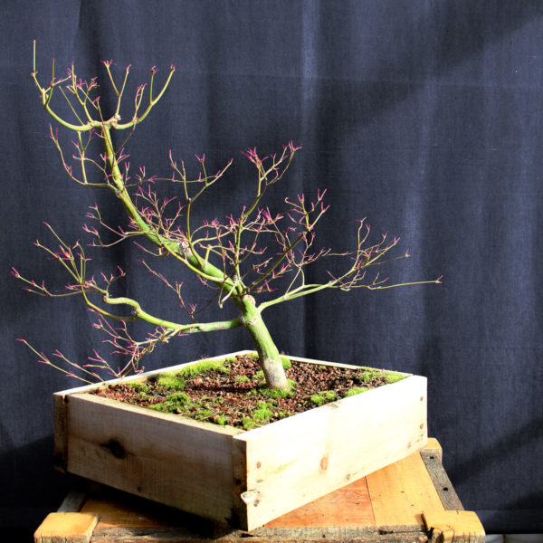 Acer palmatum "Seiryu" #2 - Imagen 6