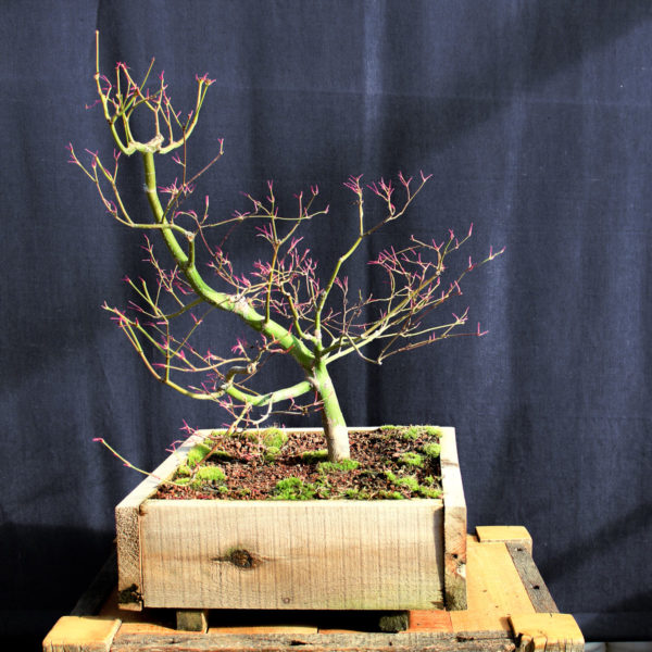 Acer palmatum "Seiryu" #2 - Imagen 7