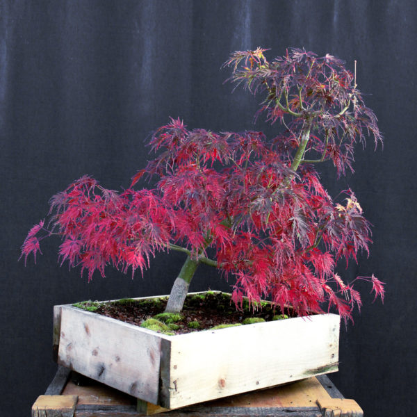 Acer palmatum "Seiryu" #2 - Imagen 9