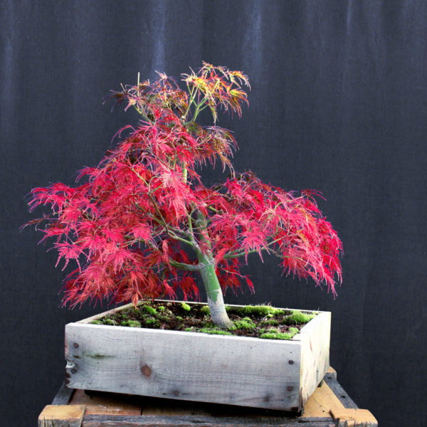 Acer palmatum "Seiryu" #2 - Imagen 10