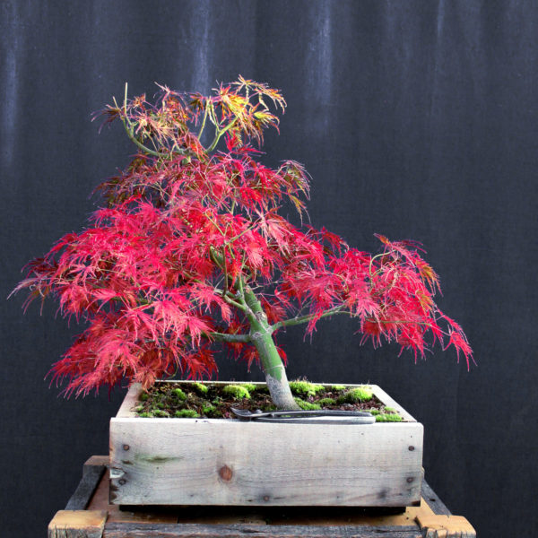 Acer palmatum "Seiryu" #2 - Imagen 2