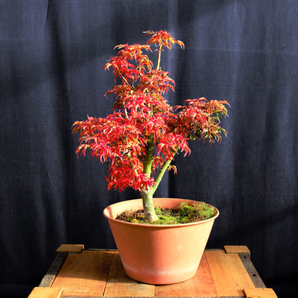 Acer palmatum "Shishigashira" #19